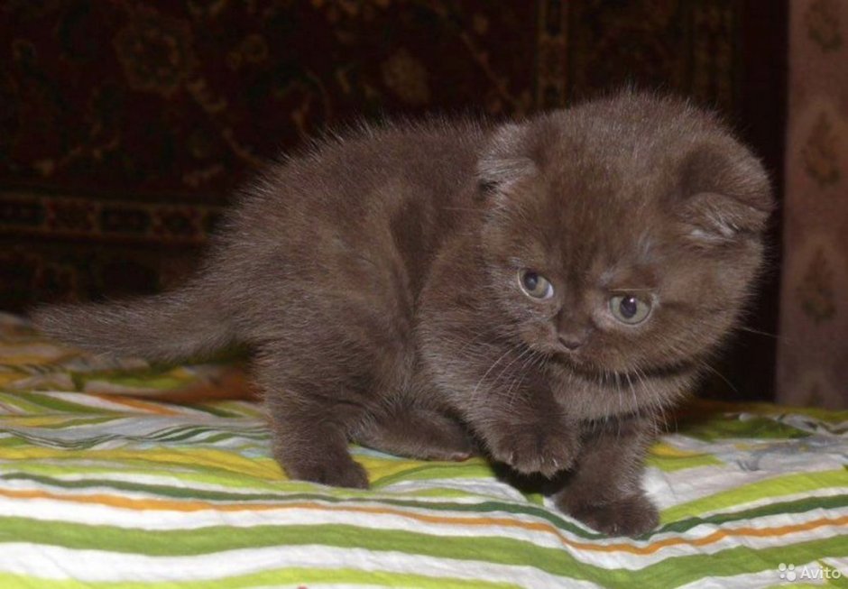 Шотландская вислоухая кошка шоколадная