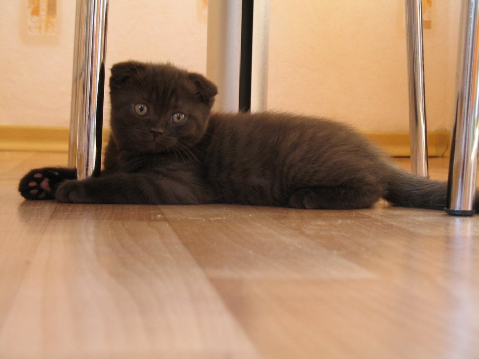 Шотландский скоттиш фолд коричневый