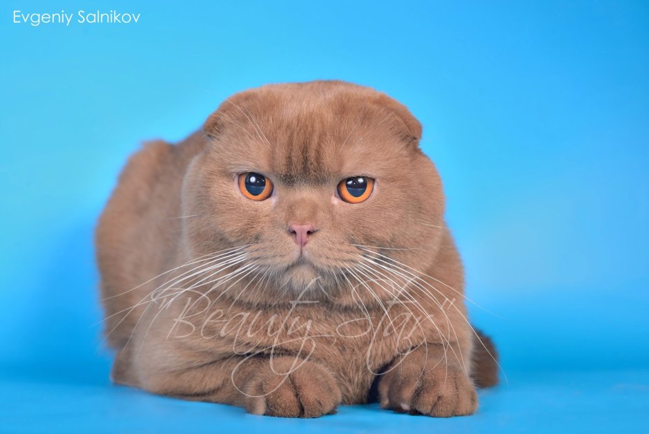 Шотландская вислоухая Горький шоколад