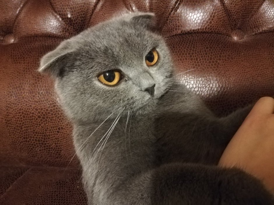 Британская короткошёрстная циннамон