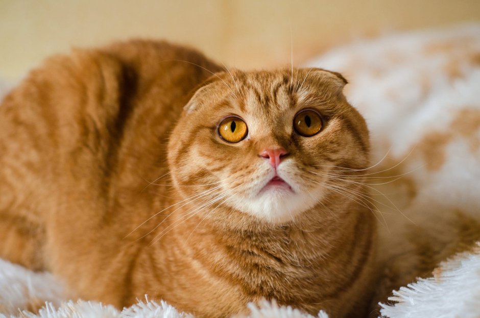 Скоттиш фолд NY 25