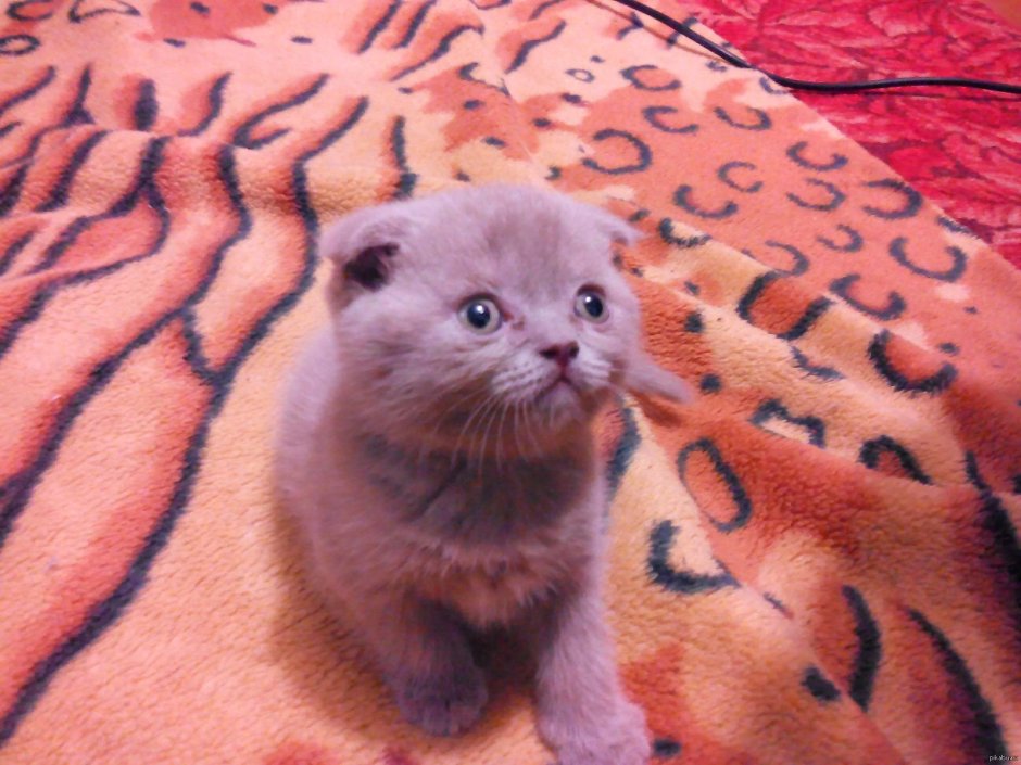 Шотландская вислоухая кошка черная