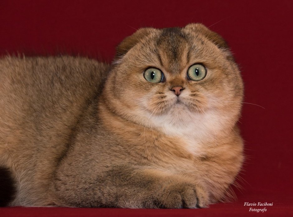 Шотландская вислоухая кошка черная гладкошерстная