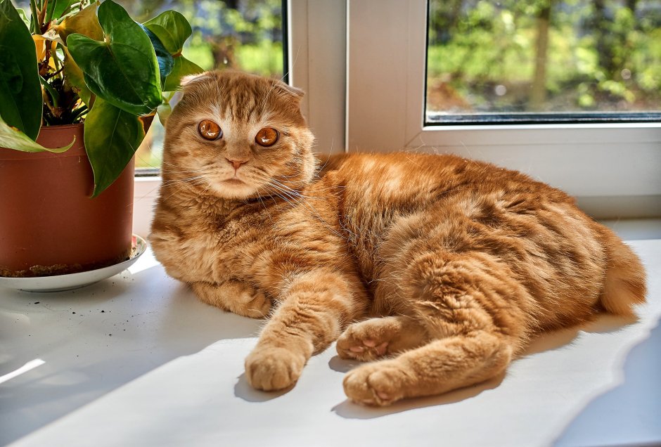 Шотландский скоттиш страйт шоколадный