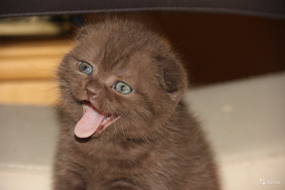 Пухлый кот милый