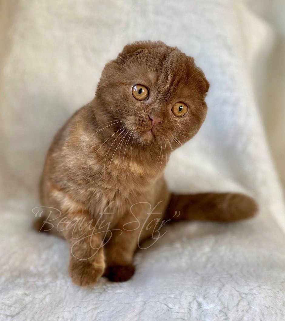 Шотландская вислоухая кошка черная полосатая