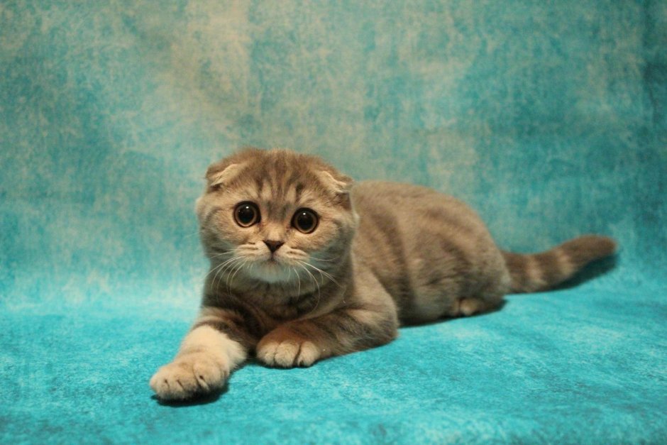 Скоттиш фолд серый