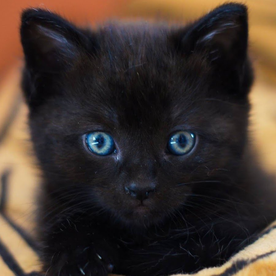 Красивые имена для котят чёрных