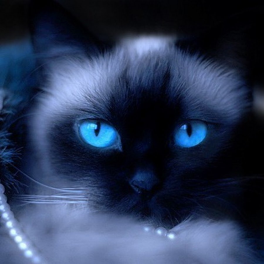 Чёрная кошка с голубыми глазами
