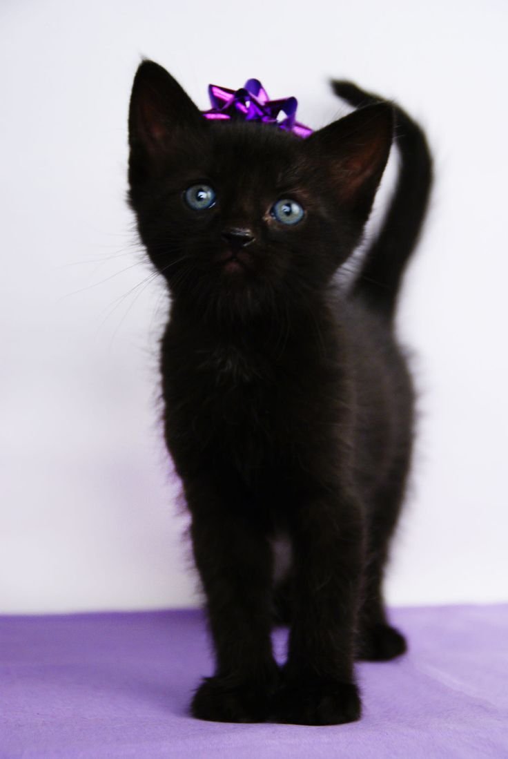 Черный котенок