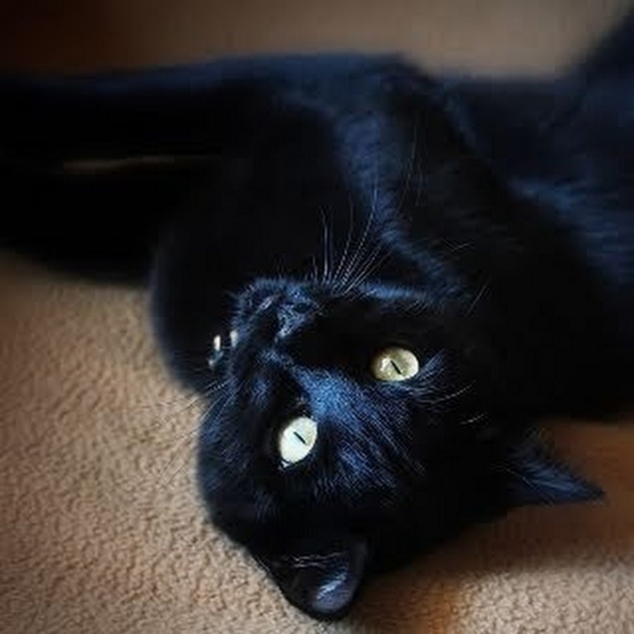 Кошка с большими зрачками