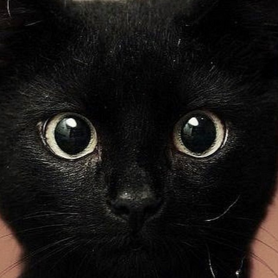 Черный кот с необычными глазами