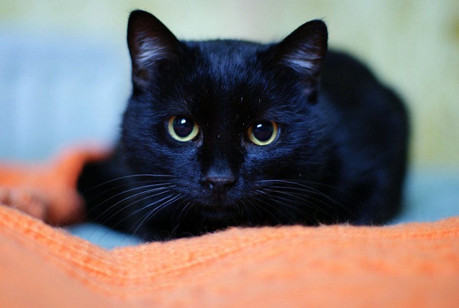 Милый чёрный котик