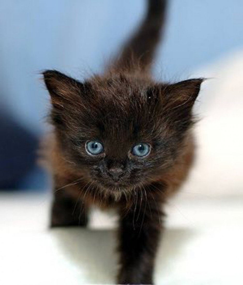 Маленький черный котенок