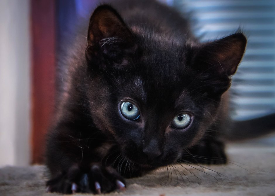 Черный котенок