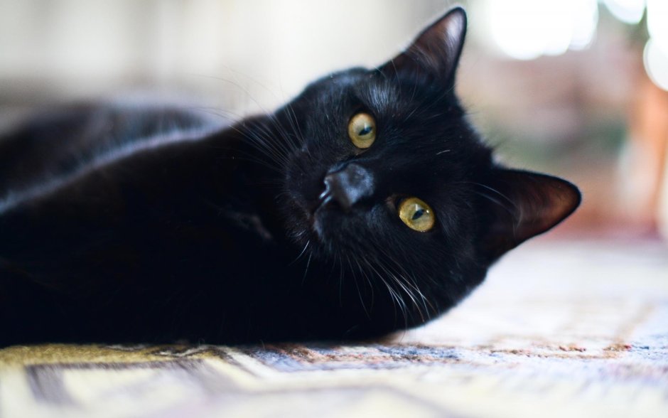 Аватарки кошки