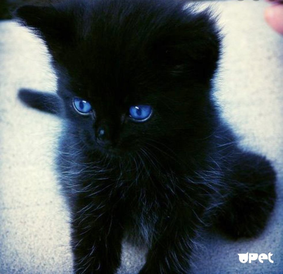 Чёрный котёнок с голубыми глазами