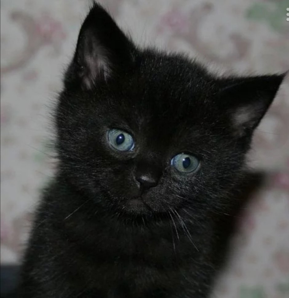 Чёрный котёнок с голубыми глазами
