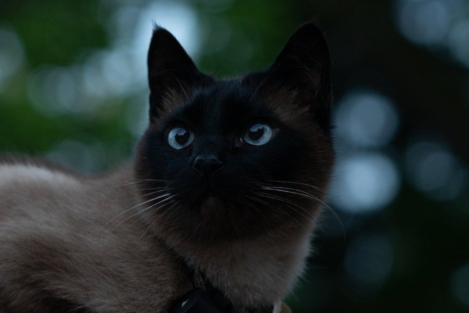 Белая кошка с голубыми глазами