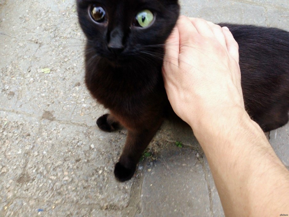 Маленький черный котенок