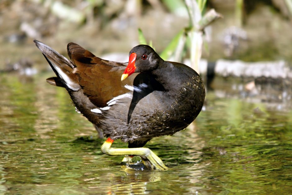 Камышница – Gallinula chloropus (l.)
