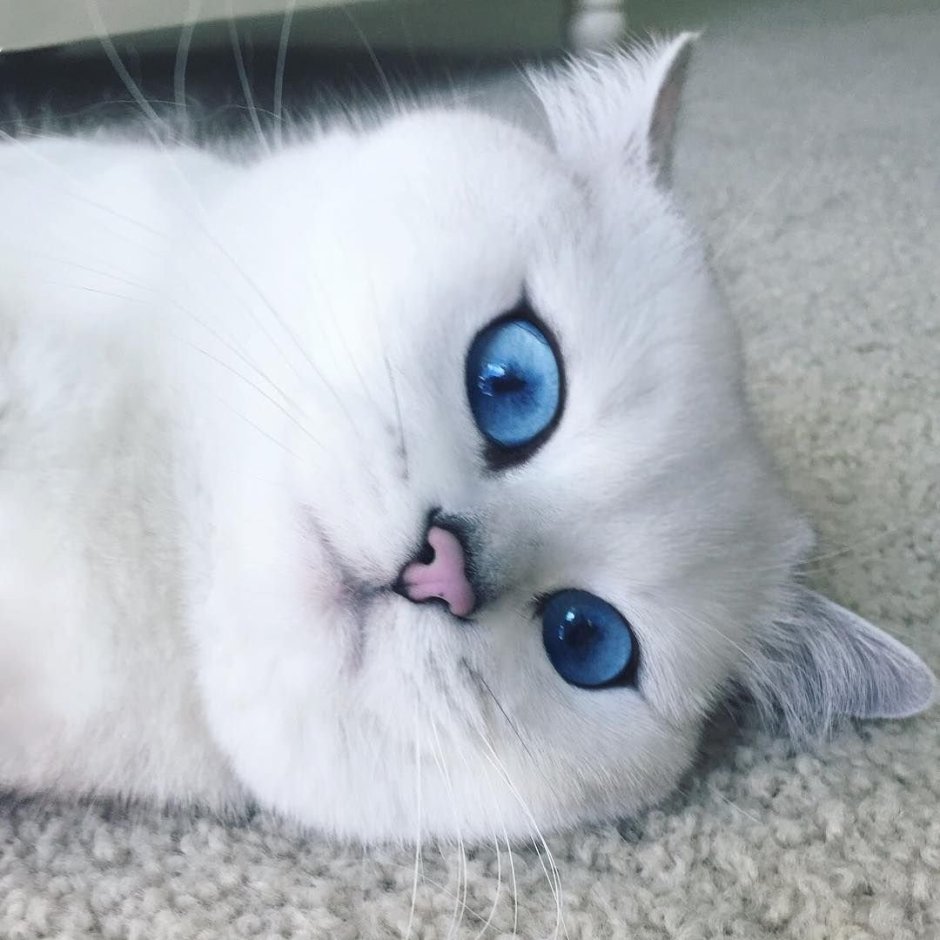 Коби кот вислоухий