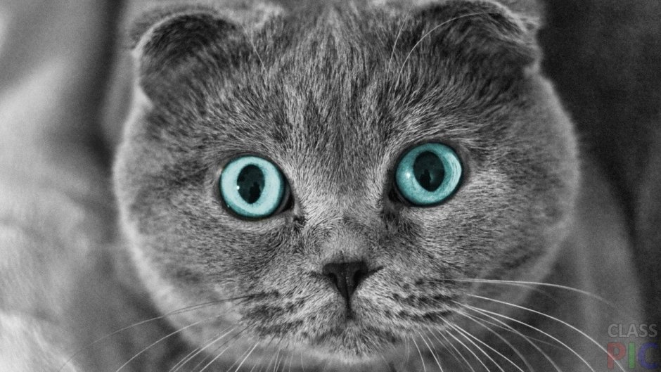 Британский вислоухий кот голубоглазый