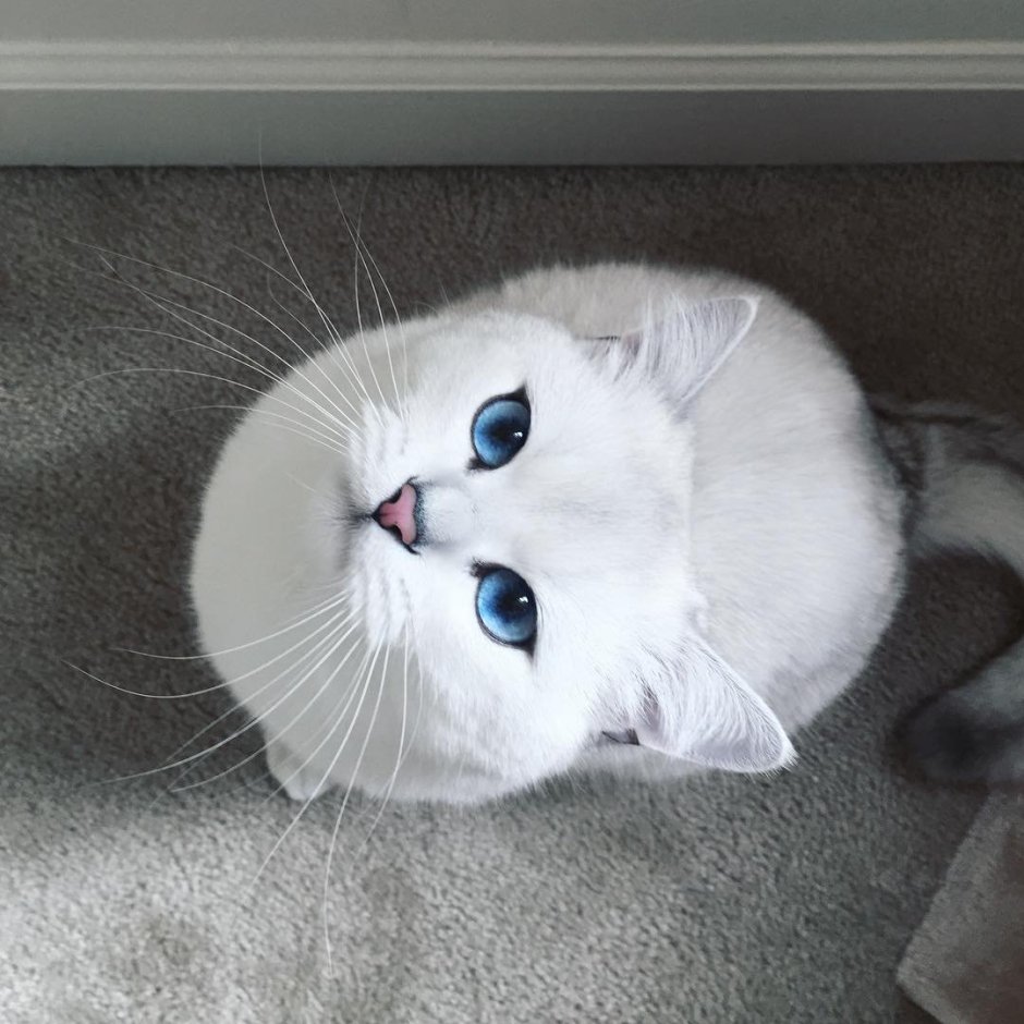 Коби кот вислоухий