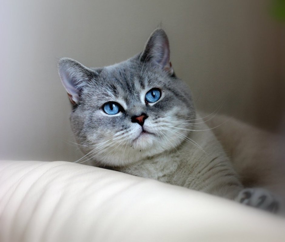 Бурмилла шиншилла