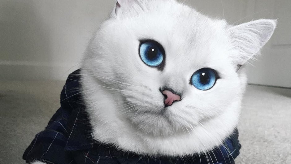 Кошка с голубыми глазами