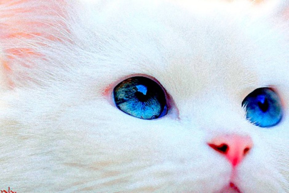 Британская кошка скоттиш страйт