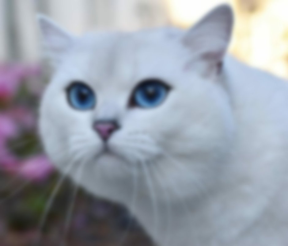 Кошка с голубыми глазами