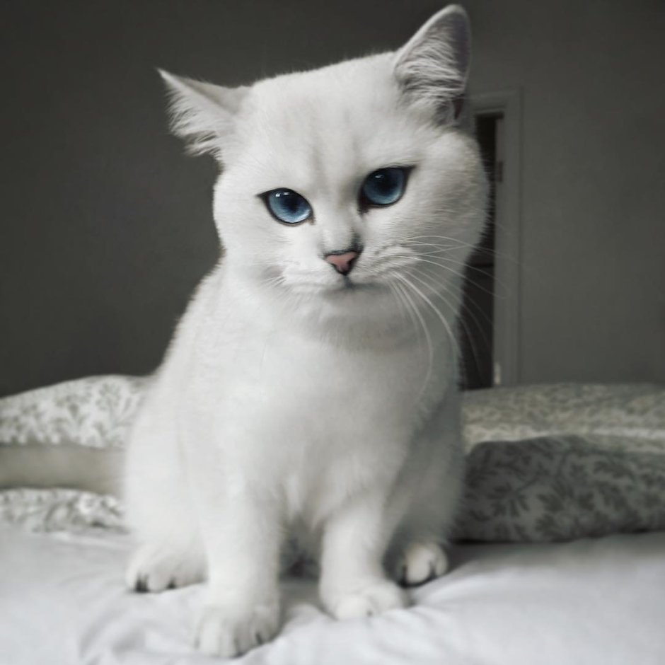 Голубоглазый кот