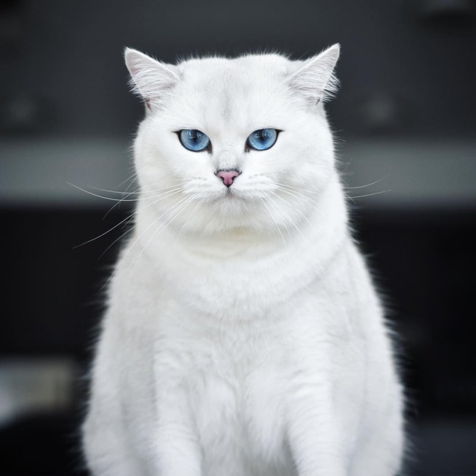 Кот Шелеста алмазик