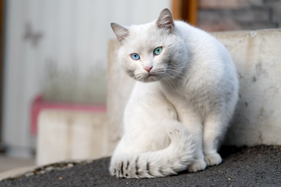 Шотландская вислоухая кошка серо белая