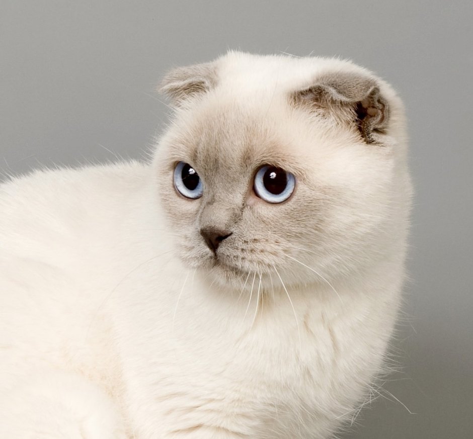 Тайская Сиамская кошка серая