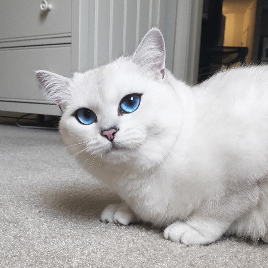 Коби кот