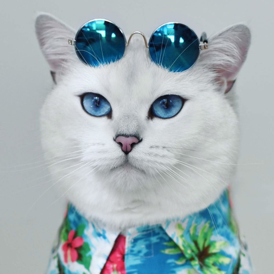 Шотландская вислоухая кошка