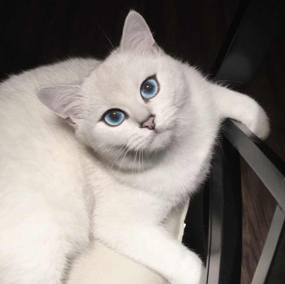 Охос азулес кошка белая