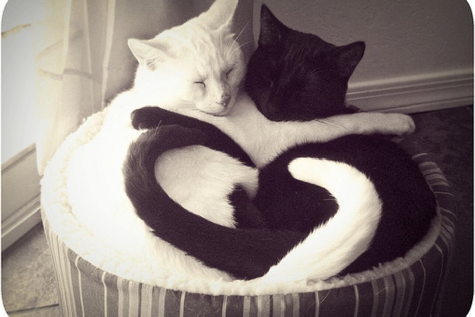 Котики черный и белый