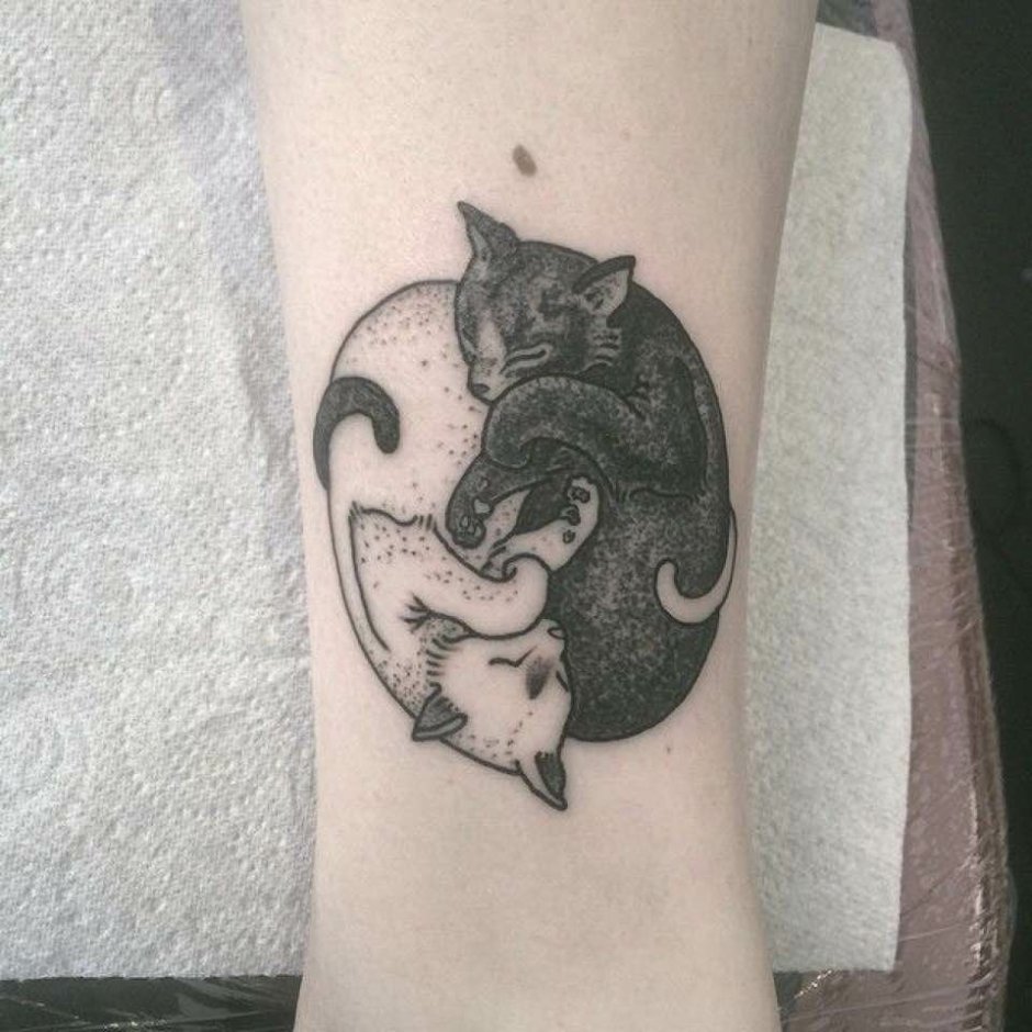 Черный и белый котенок обнимаются