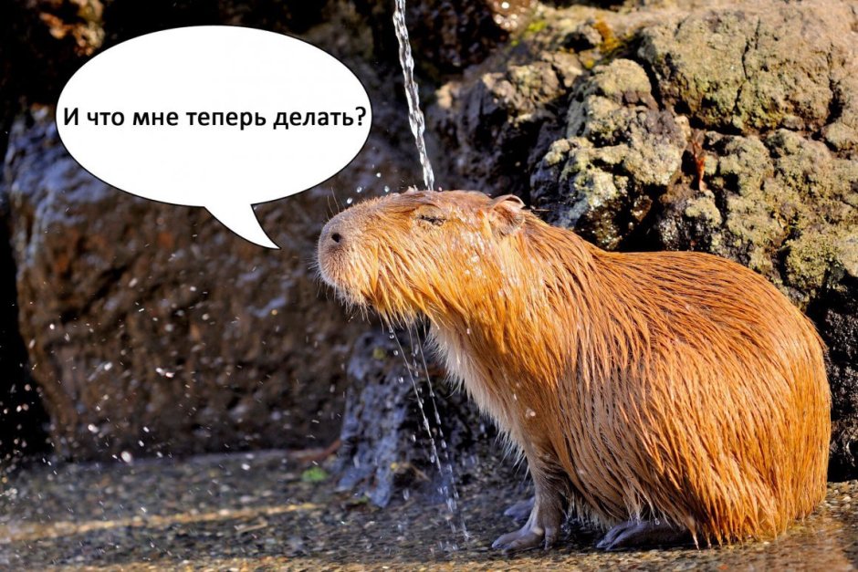 Капибара и Бобр