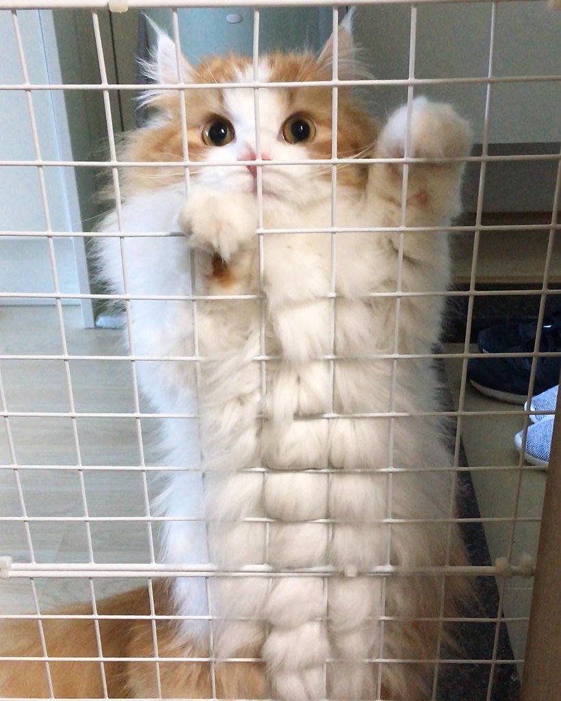 Пресс у кошки