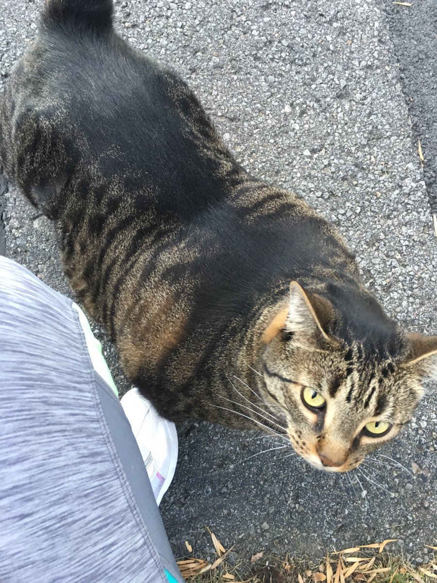 Кот в каске