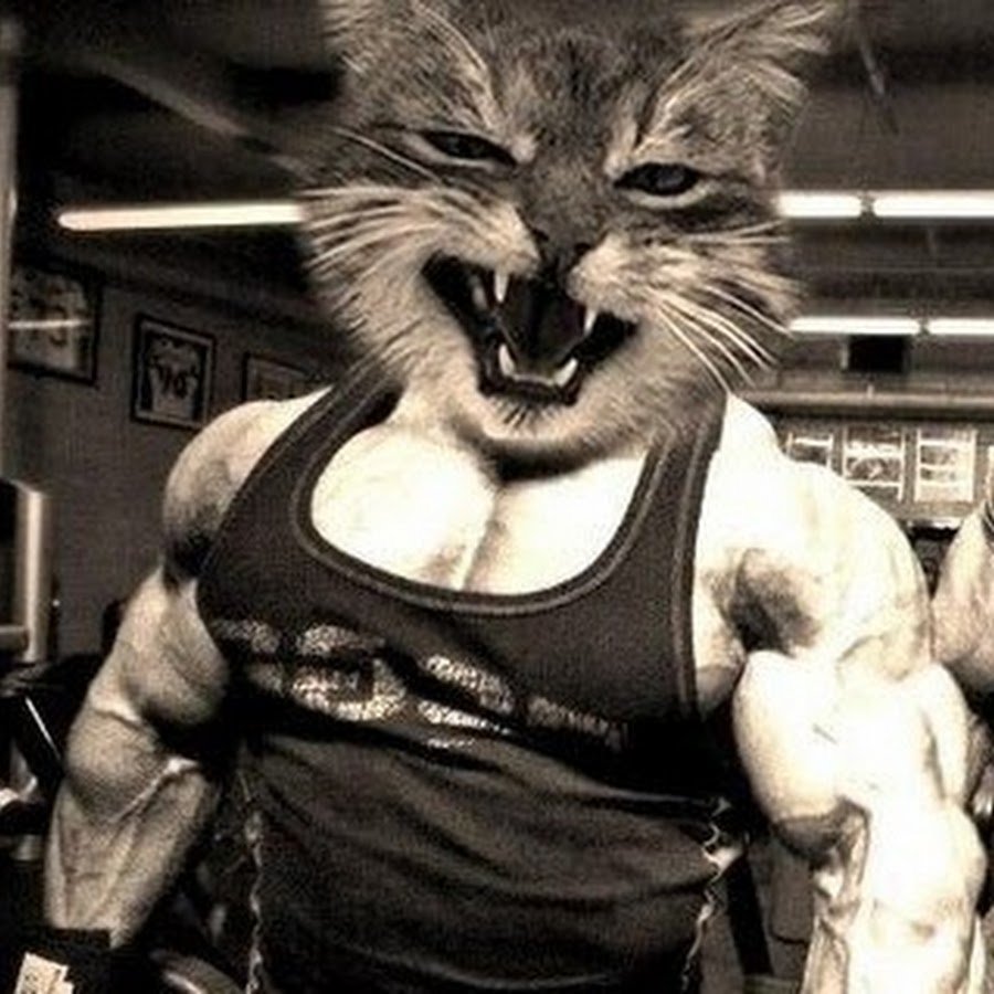 Кот химми 21 кг