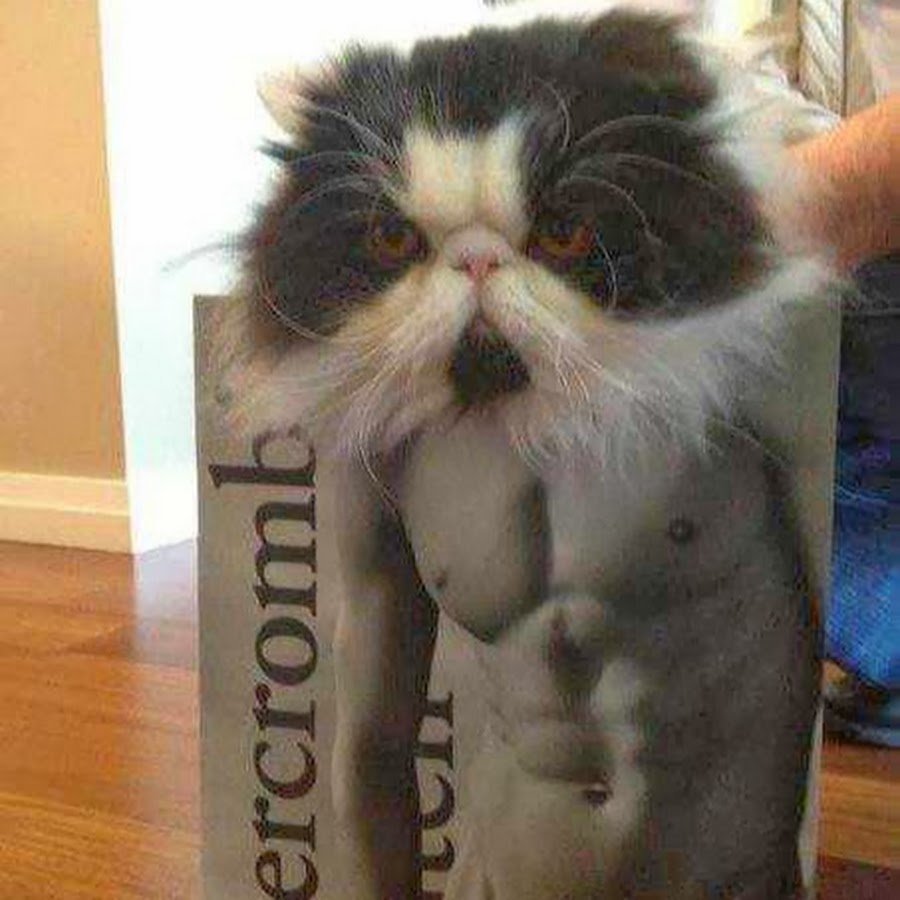 Мускулистый кот