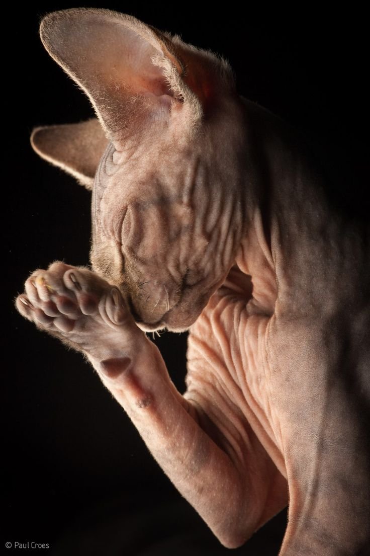 Самый жирный кот