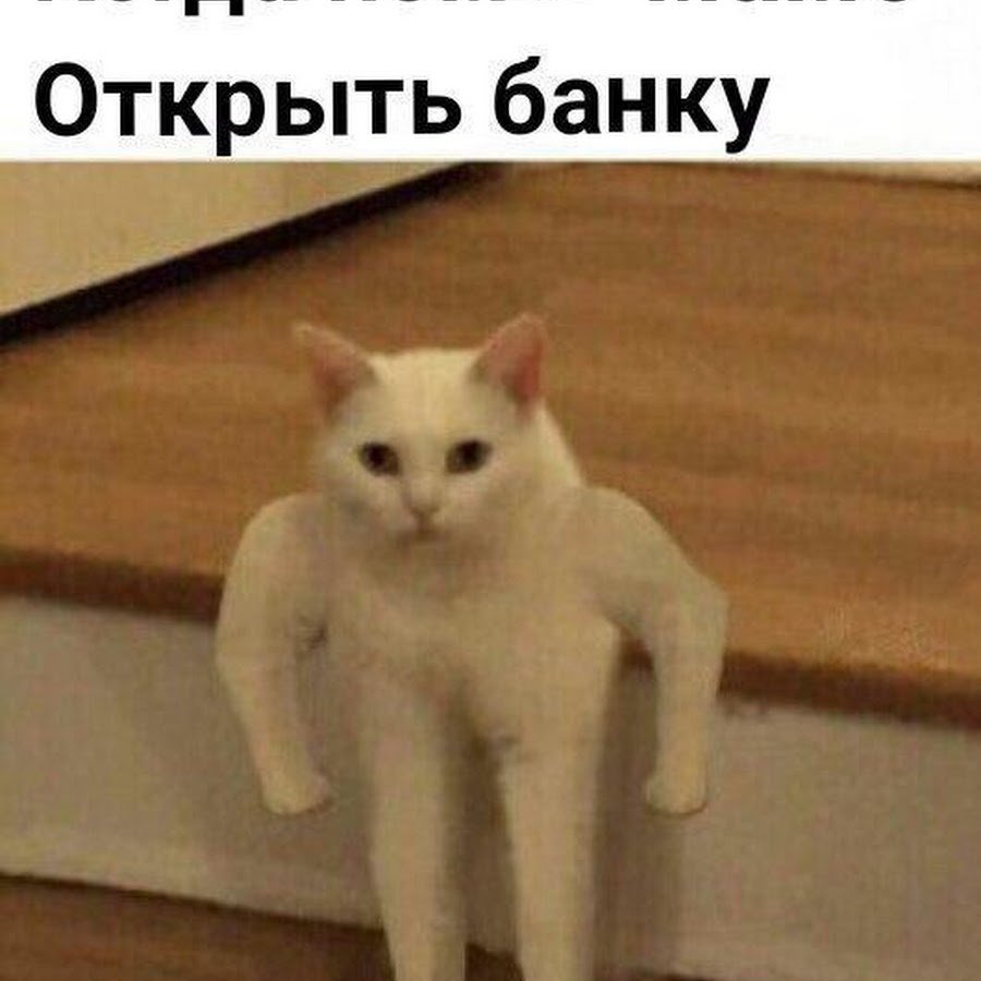 Лапы котов сфинксов