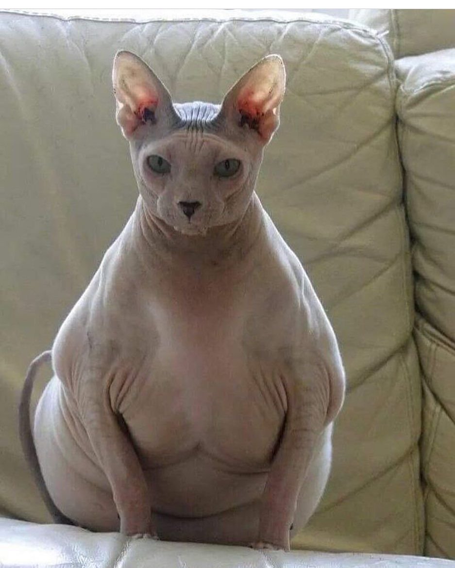 Muscle growth furry Тигрануи