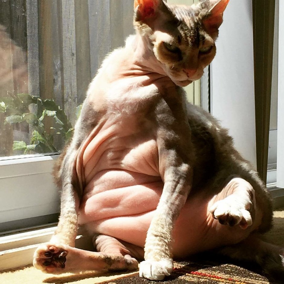 Донской сфинкс упитанный